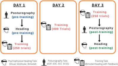 Multisensory visual-vestibular training improves visual heading estimation in younger and older adults